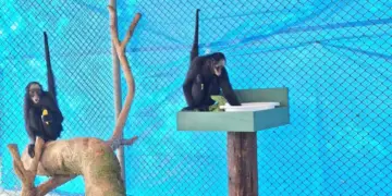 Zoológico de Cascavel recebe duas fêmeas de espécie ameaçada de extinção