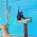 Zoológico de Cascavel recebe duas fêmeas de espécie ameaçada de extinção