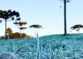 Frio ganha força no Paraná e temperaturas podem cair abaixo dos 10°C