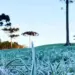 Frio ganha força no Paraná e temperaturas podem cair abaixo dos 10°C